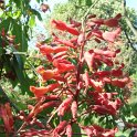 Aesculus pavia fleur